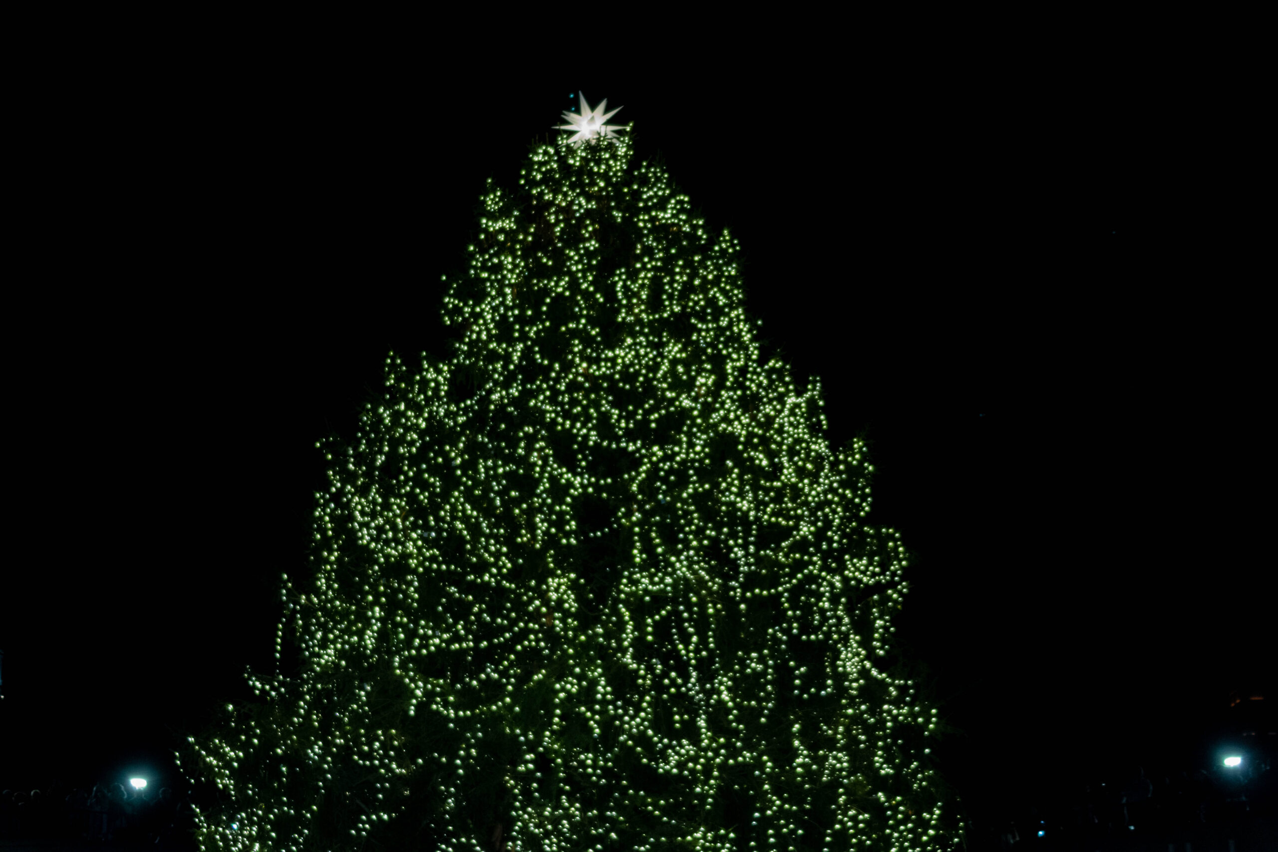 Christmas Tree Lighting Winston-Salem