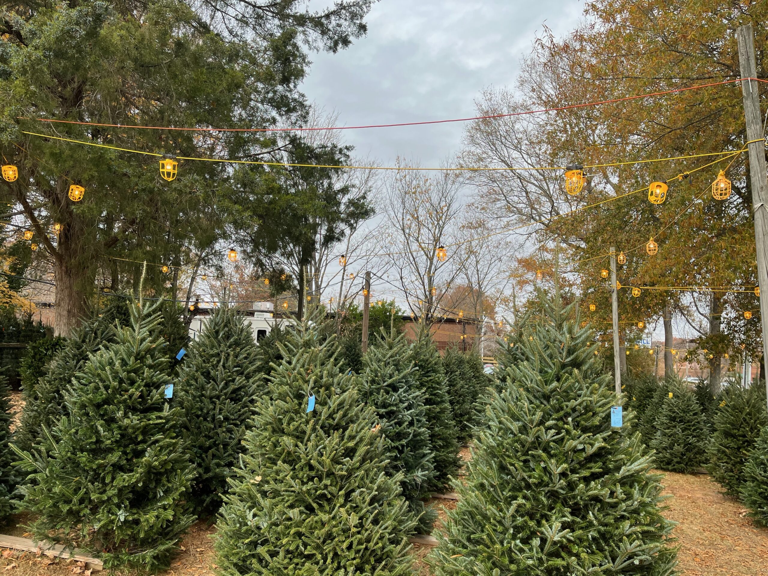 Christmas Trees in Winston-Salem