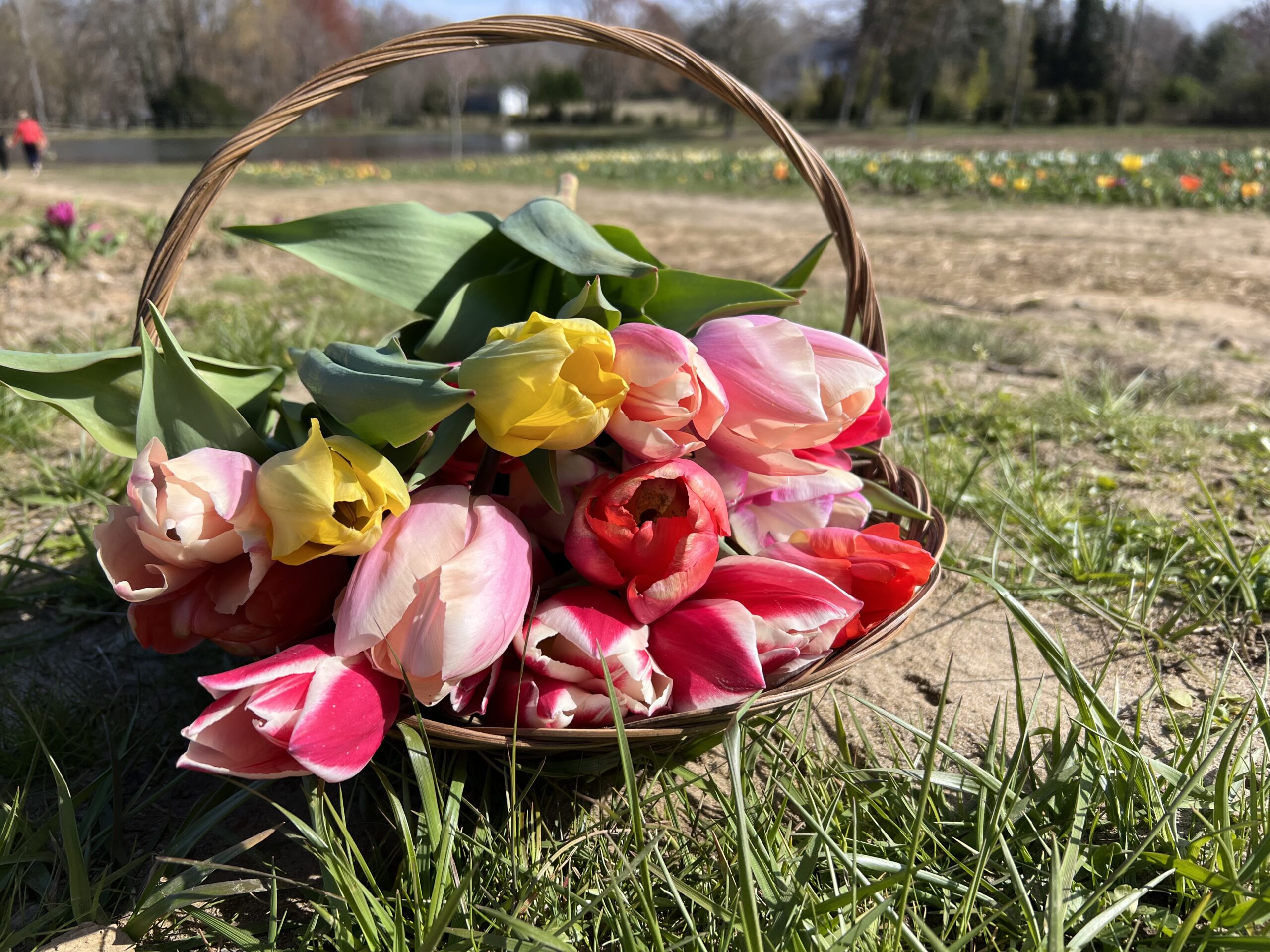 Flower Basket at Farm near Winston-Salem