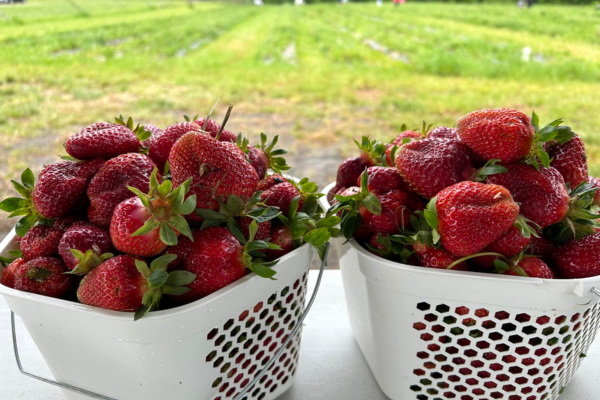 Where To Pick Strawberries Near Winston-Salem