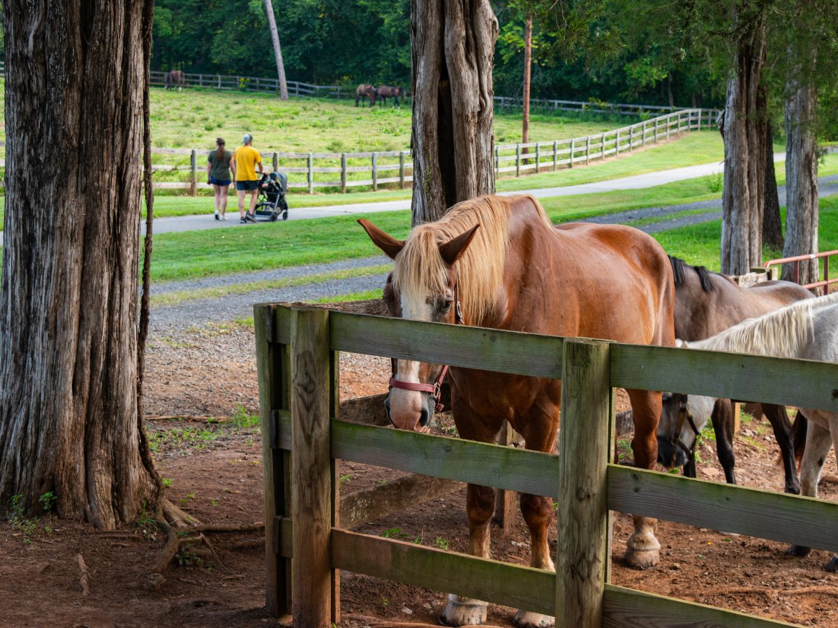 Horses at Tanglewood Park